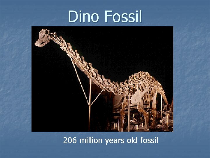 Dino Fossil 206 million years old fossil 