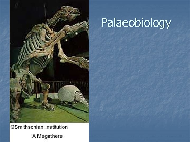 Palaeobiology 