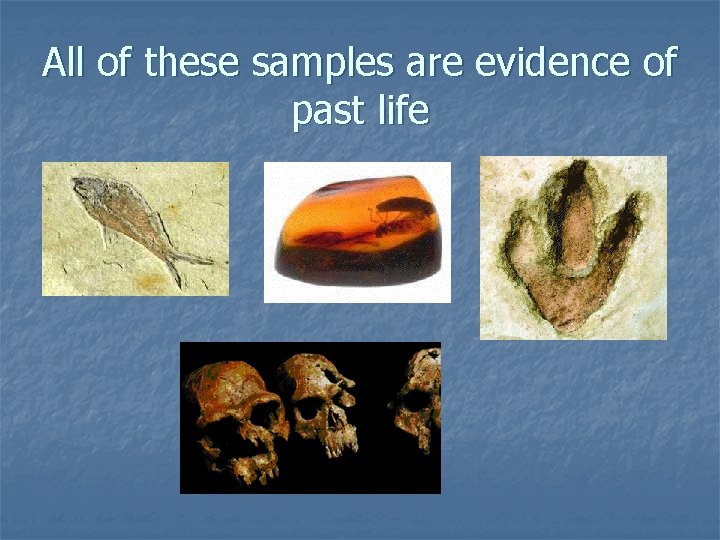 All of these samples are evidence of past life 