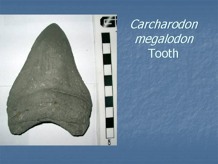 Carcharodon megalodon Tooth 