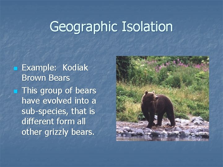 Geographic Isolation n n Example: Kodiak Brown Bears This group of bears have evolved