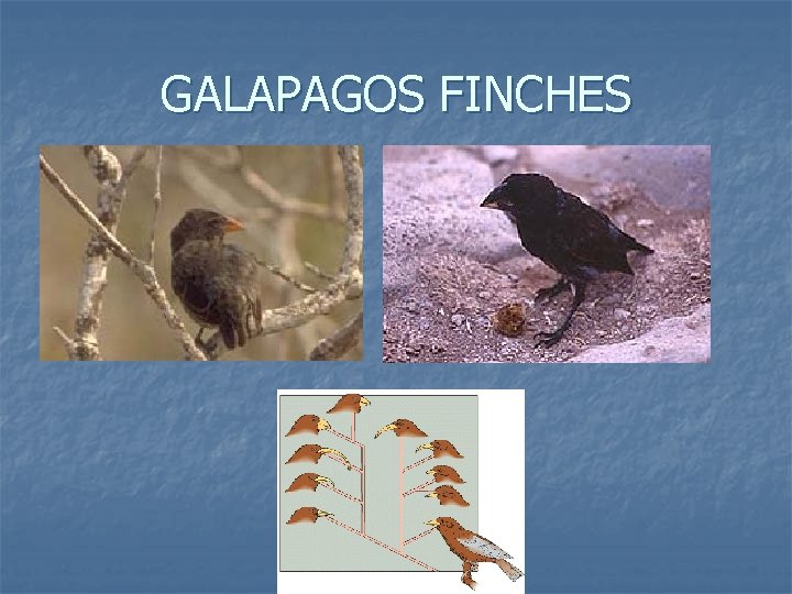 GALAPAGOS FINCHES 