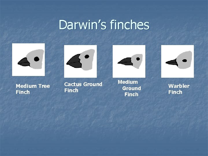 Darwin’s finches Medium Tree Finch Cactus Ground Finch Medium Ground Finch Warbler Finch 