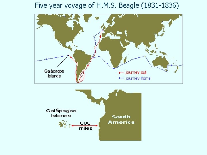 Five year voyage of H. M. S. Beagle (1831 -1836) 