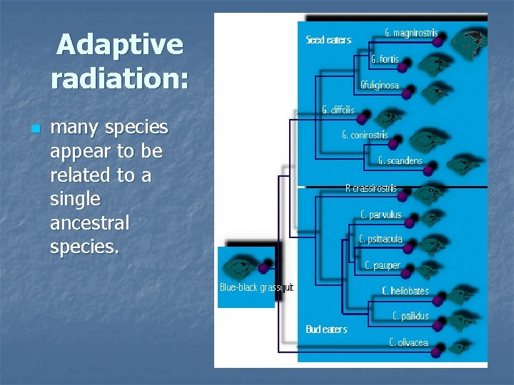 Adaptive radiation: n many species appear to be related to a single ancestral species.