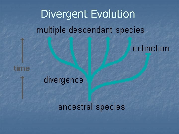 Divergent Evolution 