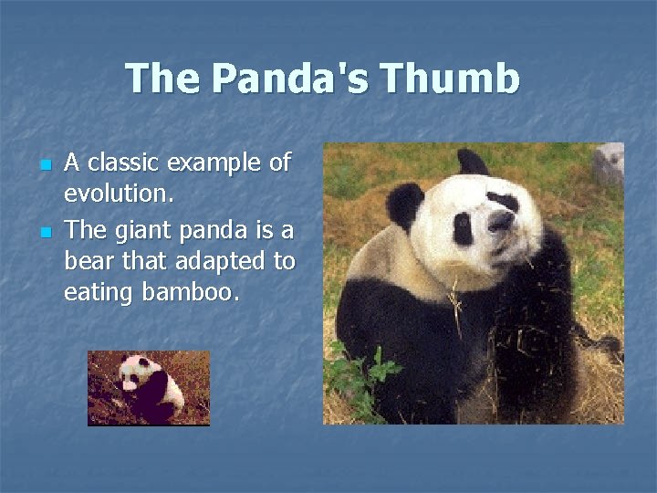 The Panda's Thumb n n A classic example of evolution. The giant panda is