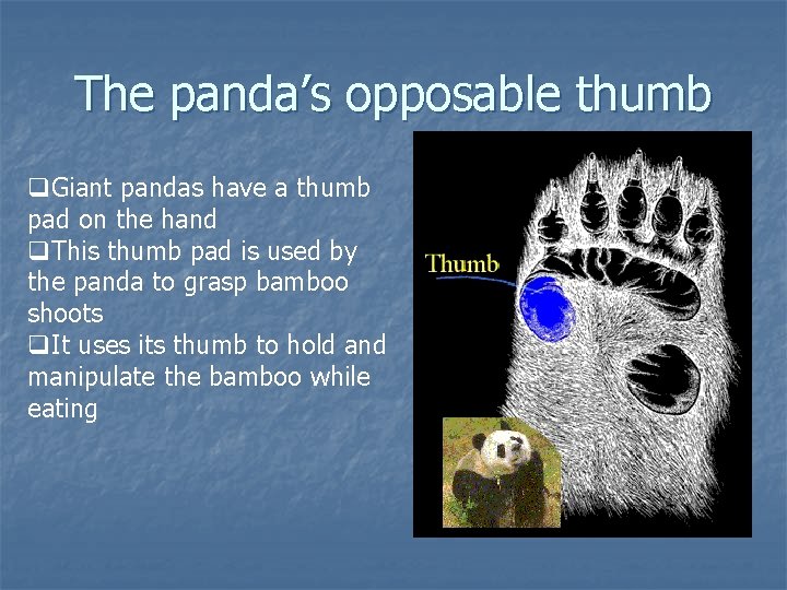 The panda’s opposable thumb q. Giant pandas have a thumb pad on the hand