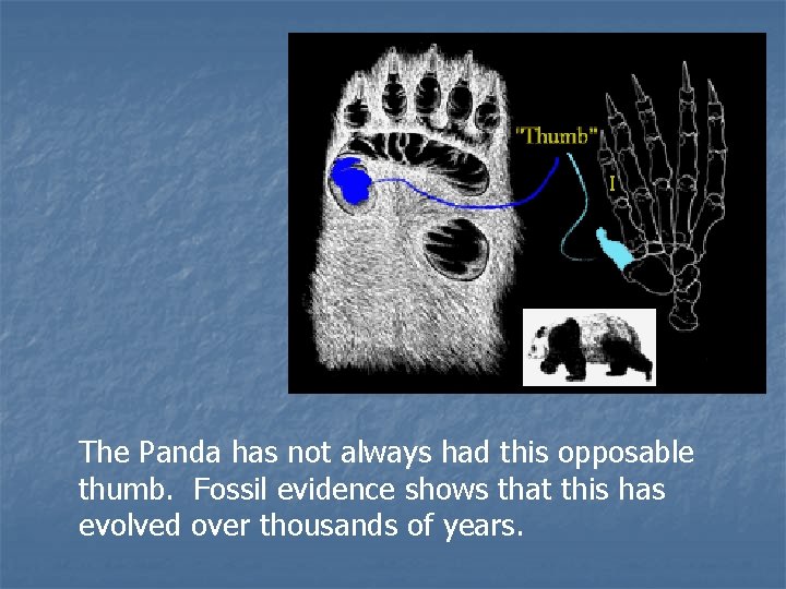 The Panda has not always had this opposable thumb. Fossil evidence shows that this