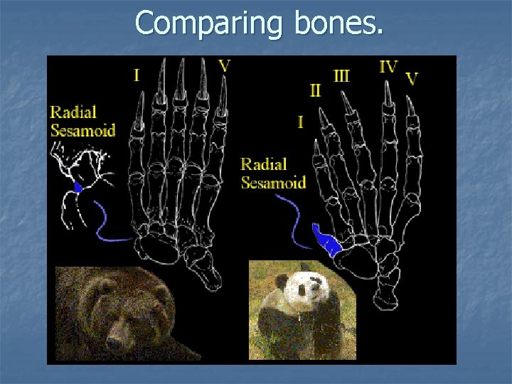 Comparing bones. 