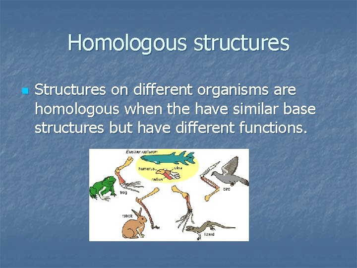 Homologous structures n Structures on different organisms are homologous when the have similar base