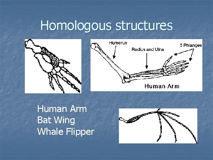 Homologous structures Human Arm Bat Wing Whale Flipper 