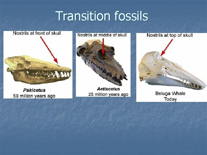 Transition fossils 