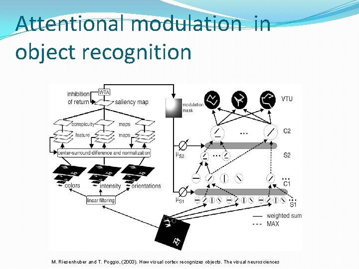 Attentional modulation in object recognition M. Riesenhuber and T. Poggio, (2003). How visual cortex
