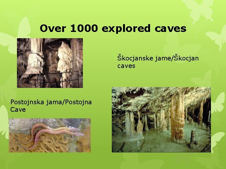 Over 1000 explored caves Škocjanske jame/Škocjan caves Postojnska jama/Postojna Cave 