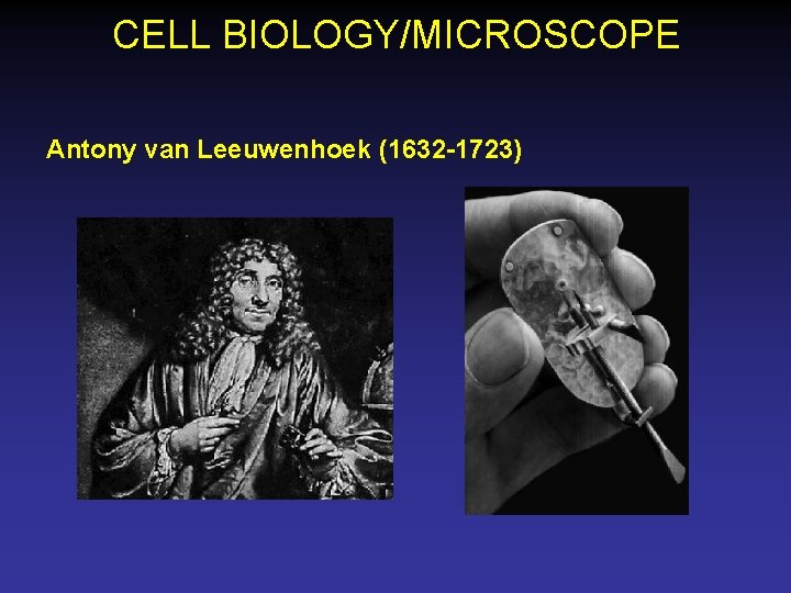 CELL BIOLOGY/MICROSCOPE Antony van Leeuwenhoek (1632 -1723) 