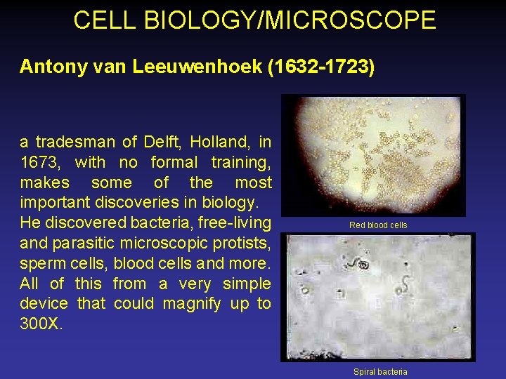 CELL BIOLOGY/MICROSCOPE Antony van Leeuwenhoek (1632 -1723) a tradesman of Delft, Holland, in 1673,