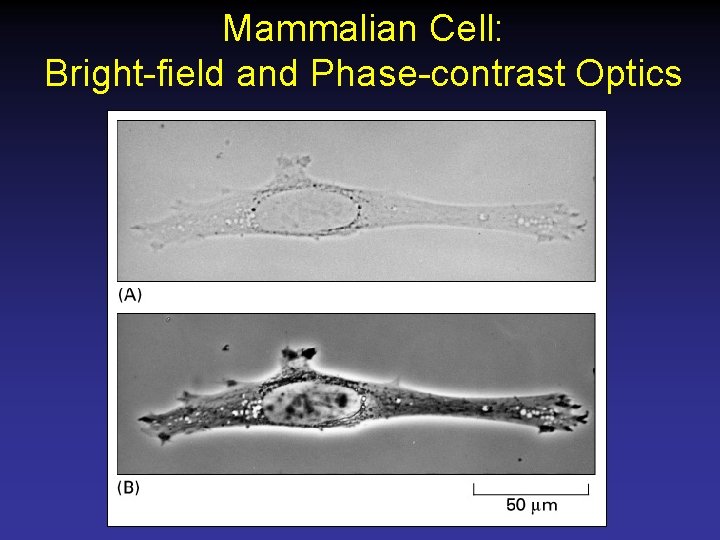Mammalian Cell: Bright-field and Phase-contrast Optics 