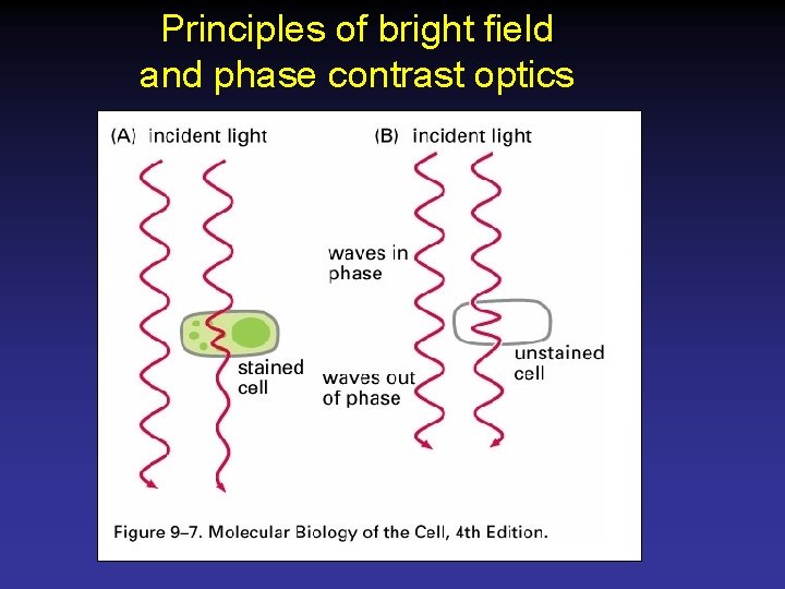 Principles of bright field and phase contrast optics 