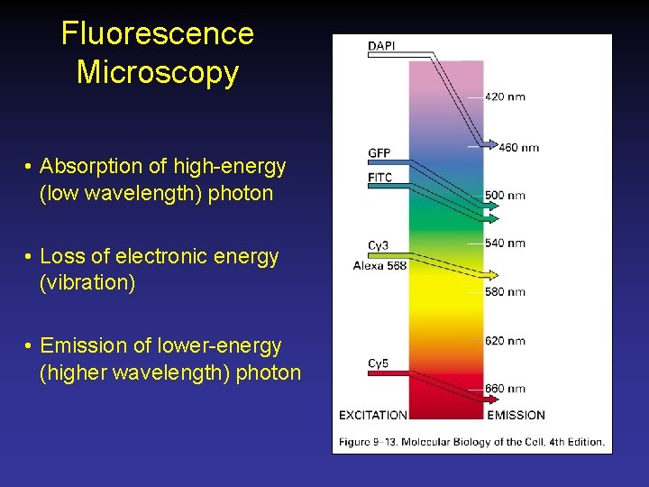 Fluorescence Microscopy • Absorption of high-energy (low wavelength) photon • Loss of electronic energy