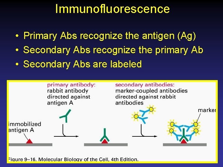 Immunofluorescence • Primary Abs recognize the antigen (Ag) • Secondary Abs recognize the primary