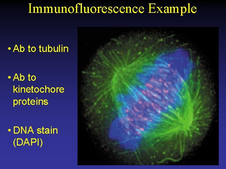 Immunofluorescence Example • Ab to tubulin • Ab to kinetochore proteins • DNA stain
