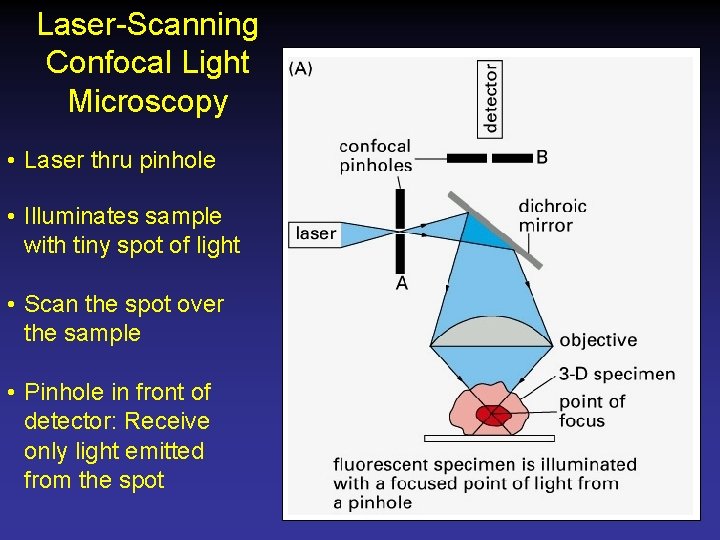 Laser-Scanning Confocal Light Microscopy • Laser thru pinhole • Illuminates sample with tiny spot