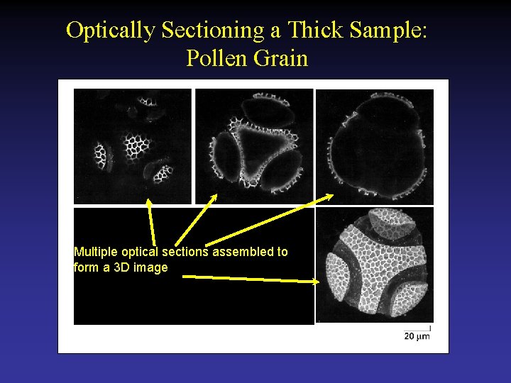 Optically Sectioning a Thick Sample: Pollen Grain Multiple optical sections assembled to form a