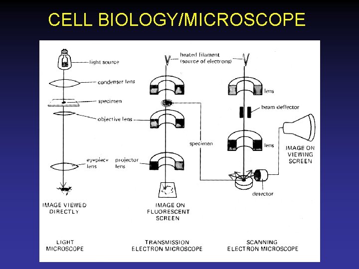 CELL BIOLOGY/MICROSCOPE 