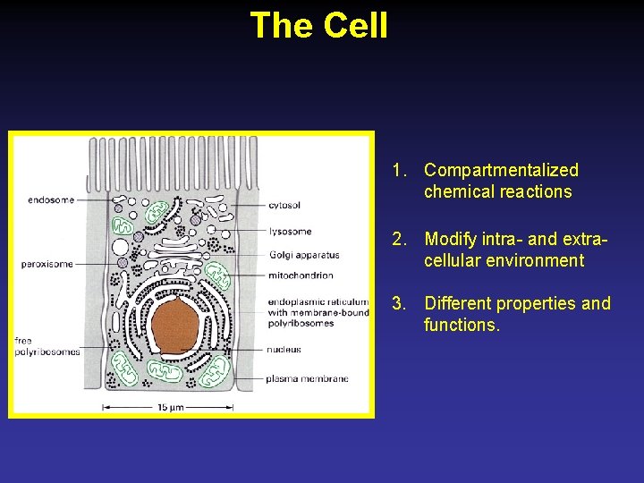 The Cell 1. Compartmentalized chemical reactions 2. Modify intra- and extra- cellular environment 3.