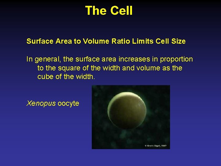 The Cell Surface Area to Volume Ratio Limits Cell Size In general, the surface