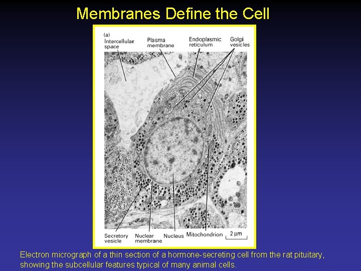 Membranes Define the Cell Electron micrograph of a thin section of a hormone-secreting cell