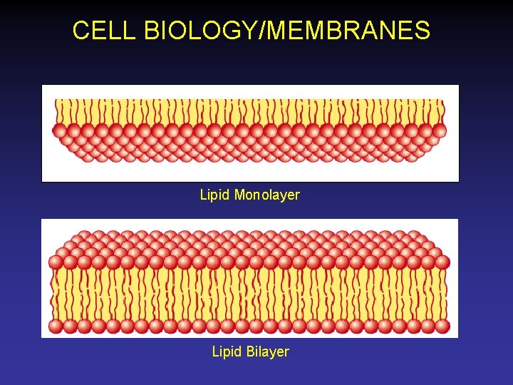 CELL BIOLOGY/MEMBRANES Lipid Monolayer Lipid Bilayer 