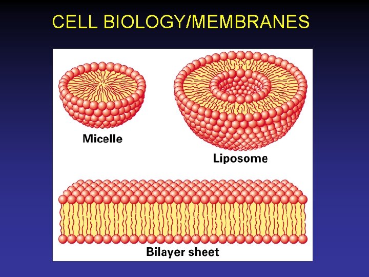 CELL BIOLOGY/MEMBRANES 