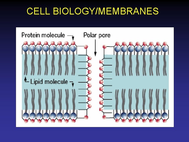 CELL BIOLOGY/MEMBRANES 