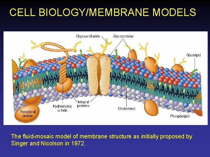 CELL BIOLOGY/MEMBRANE MODELS The fluid-mosaic model of membrane structure as initially proposed by Singer