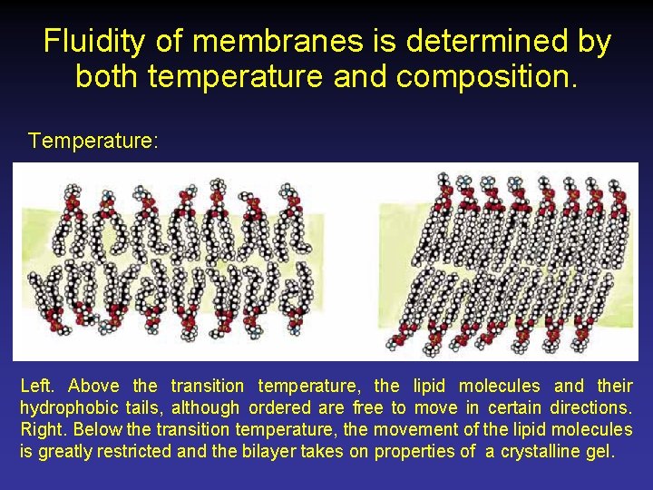 Fluidity of membranes is determined by both temperature and composition. Temperature: Left. Above the