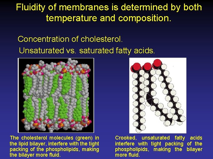 Fluidity of membranes is determined by both temperature and composition. Concentration of cholesterol. Unsaturated