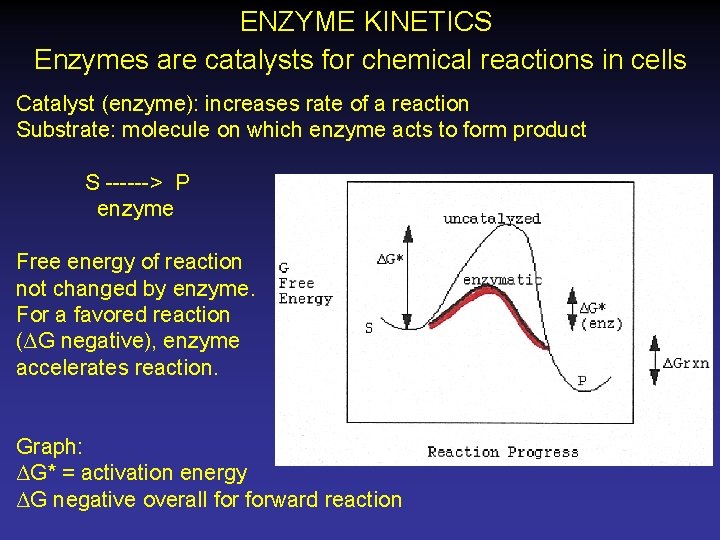  ENZYME KINETICS Enzymes are catalysts for chemical reactions in cells Catalyst (enzyme): increases