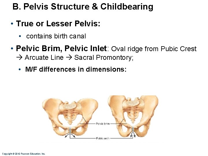 B. Pelvis Structure & Childbearing • True or Lesser Pelvis: • contains birth canal