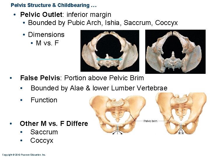 Pelvis Structure & Childbearing … • Pelvic Outlet: inferior margin • Bounded by Pubic