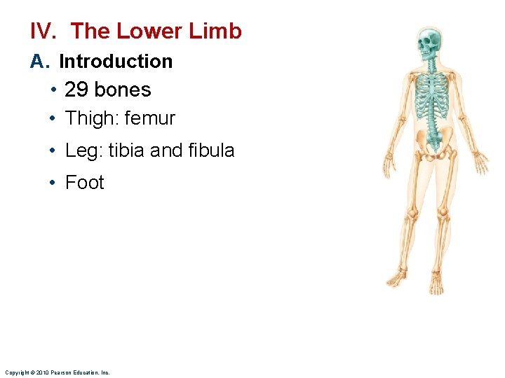 IV. The Lower Limb A. Introduction • 29 bones • Thigh: femur • Leg: