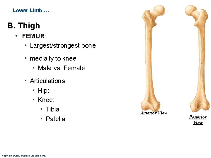Lower Limb … B. Thigh • FEMUR: • Largest/strongest bone • medially to knee