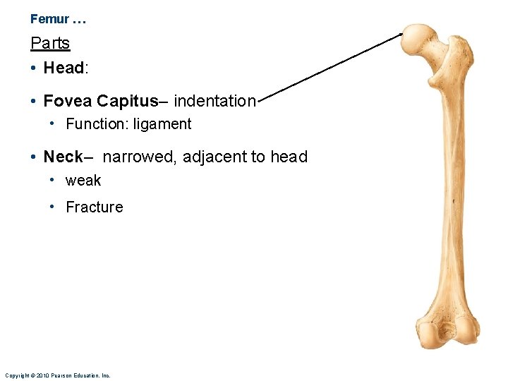 Femur … Parts • Head: • Fovea Capitus– indentation • Function: ligament • Neck–