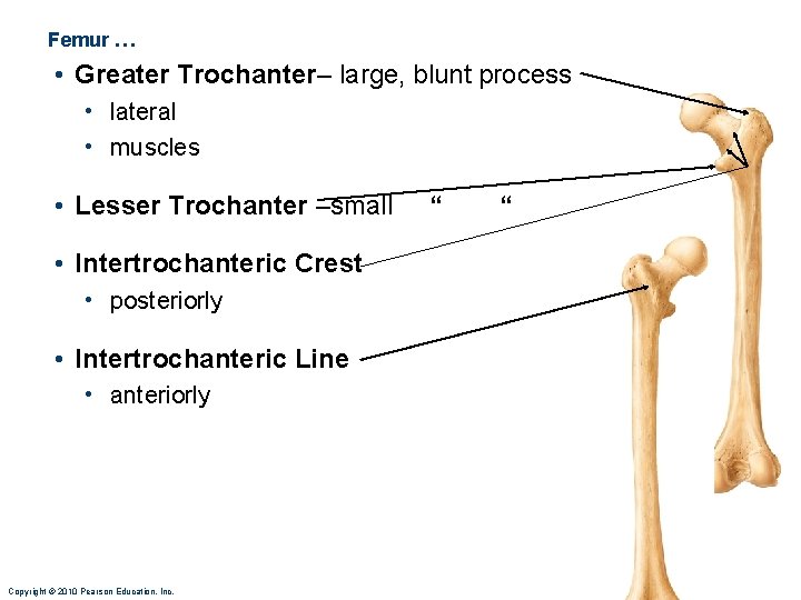 Femur … • Greater Trochanter– large, blunt process • lateral • muscles • Lesser