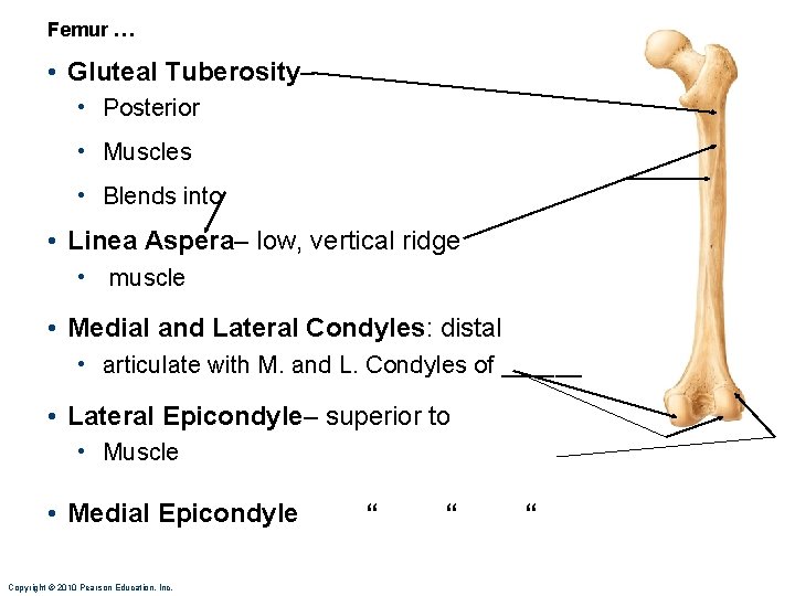 Femur … • Gluteal Tuberosity– • Posterior • Muscles • Blends into • Linea