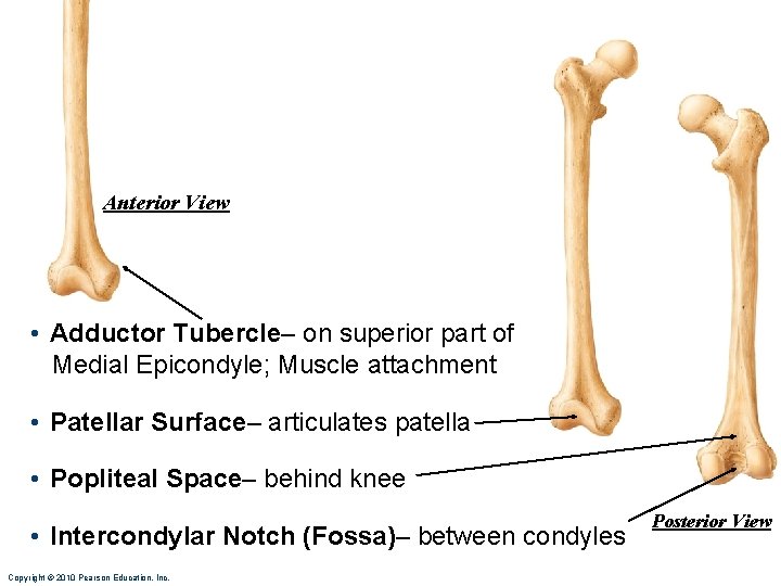 Anterior View • Adductor Tubercle– on superior part of Medial Epicondyle; Muscle attachment •