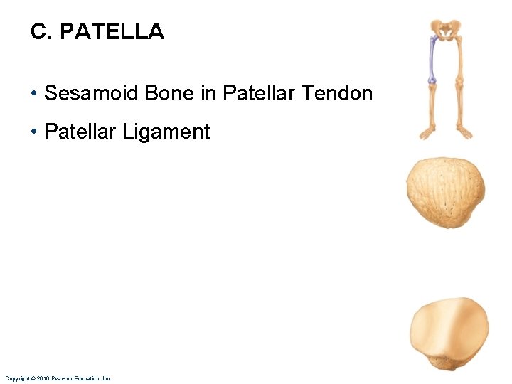 C. PATELLA • Sesamoid Bone in Patellar Tendon • Patellar Ligament Copyright © 2010