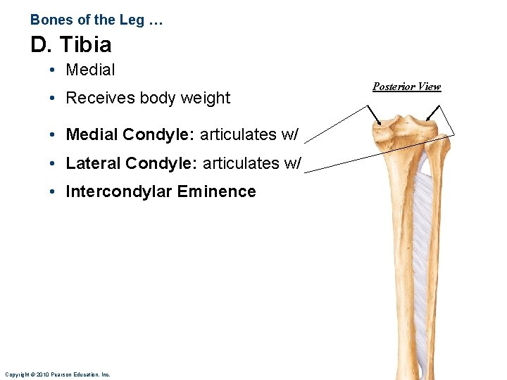 Bones of the Leg … D. Tibia • Medial • Receives body weight •