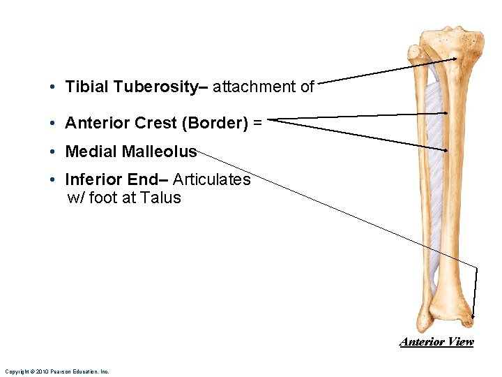  • Tibial Tuberosity– attachment of • Anterior Crest (Border) = • Medial Malleolus